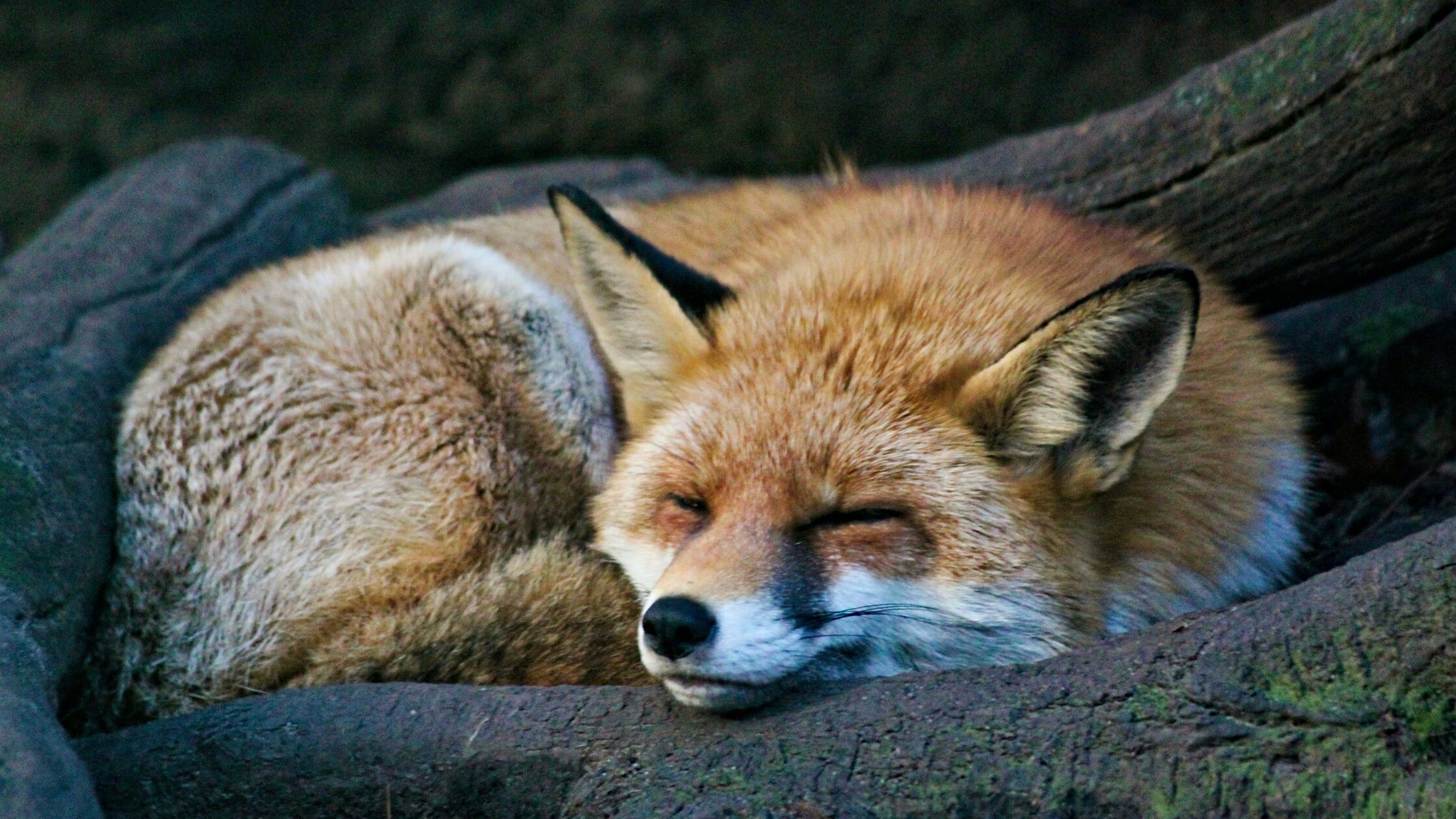 眠れない夜は神様の呼び出し